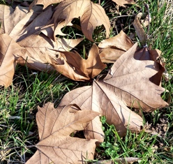 This photo of dried Autumn leaves, a familiar November scene, was taken by Italian photographer Rodolfo Belloli.